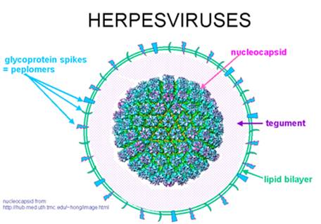 Herpes Sinh Dục Là Gì