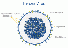 Những nguyên nhân bị nhiễm virus herpes sinh dục